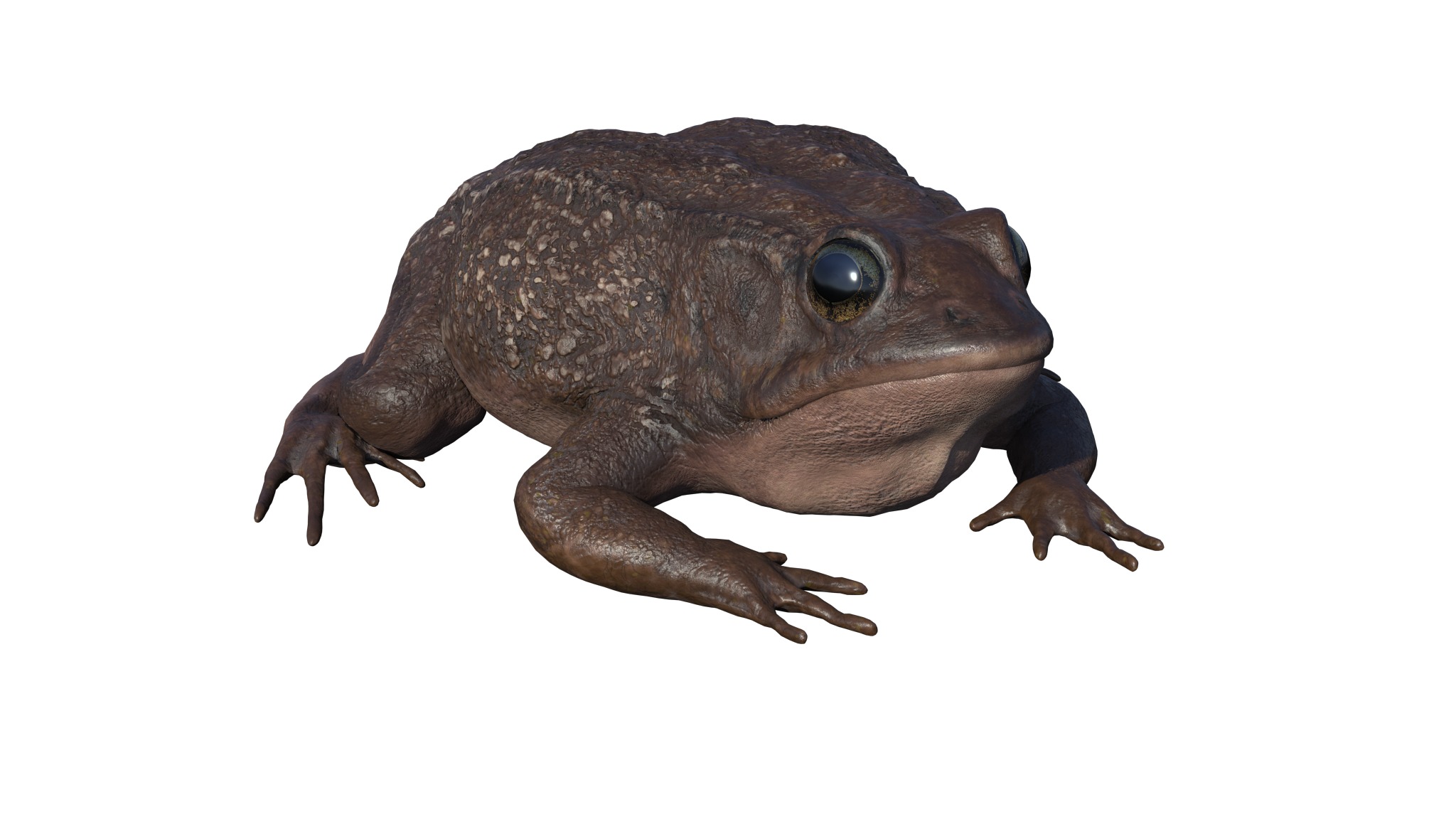 PHOTOREALISTIC GREEN FROG 3D model_6