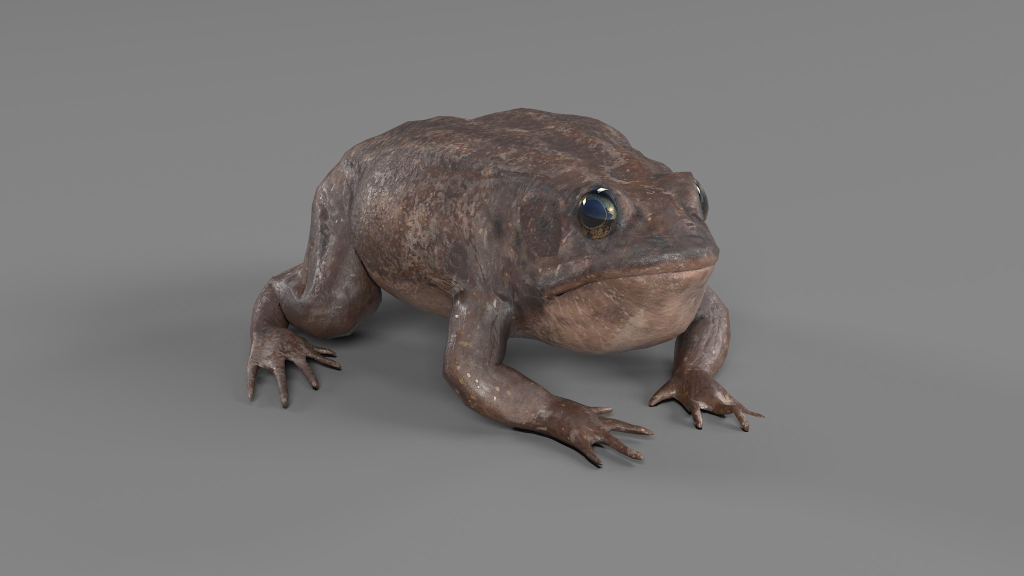PHOTOREALISTIC GREEN FROG 3D model_63