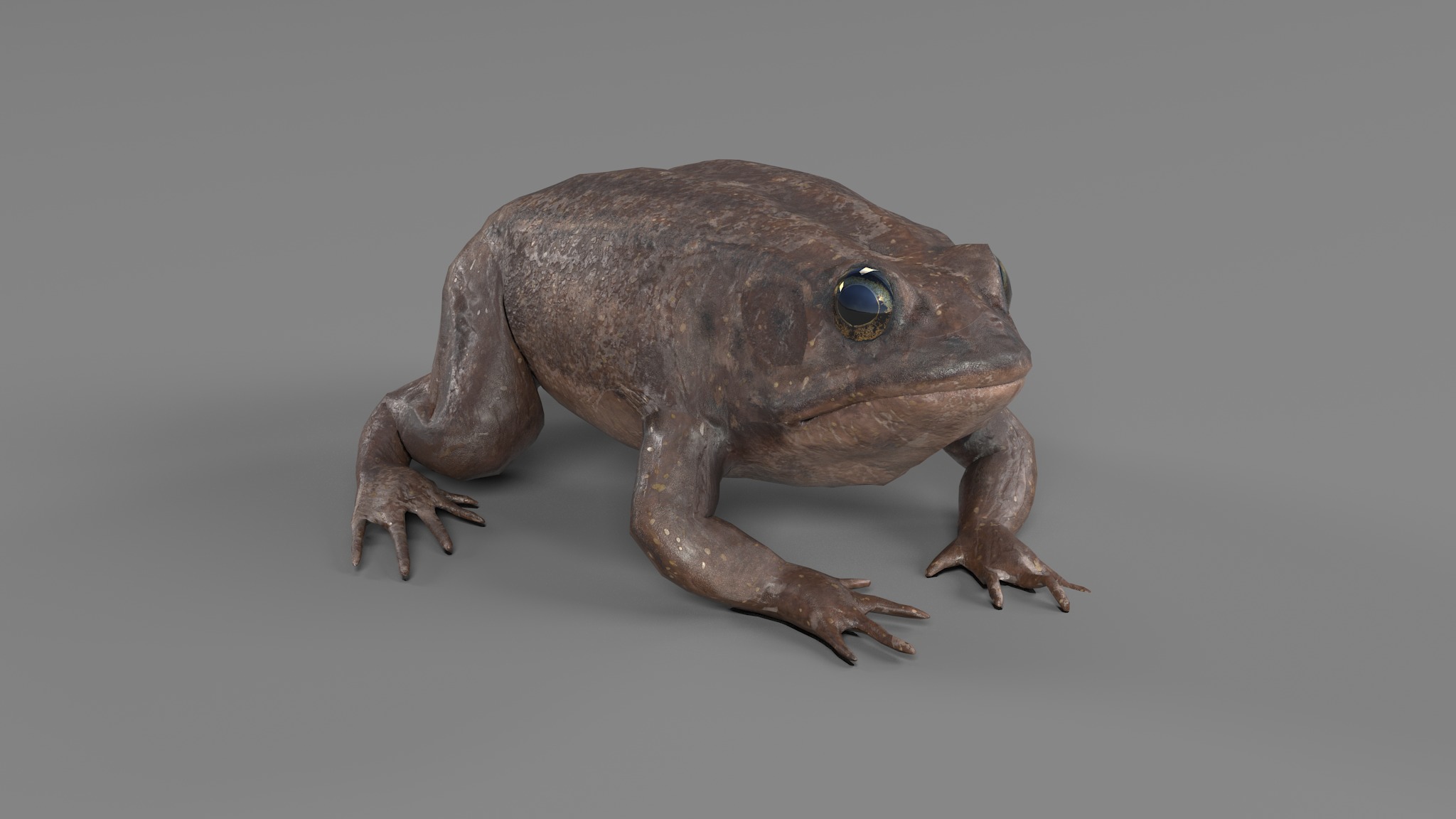 PHOTOREALISTIC GREEN FROG 3D model_26