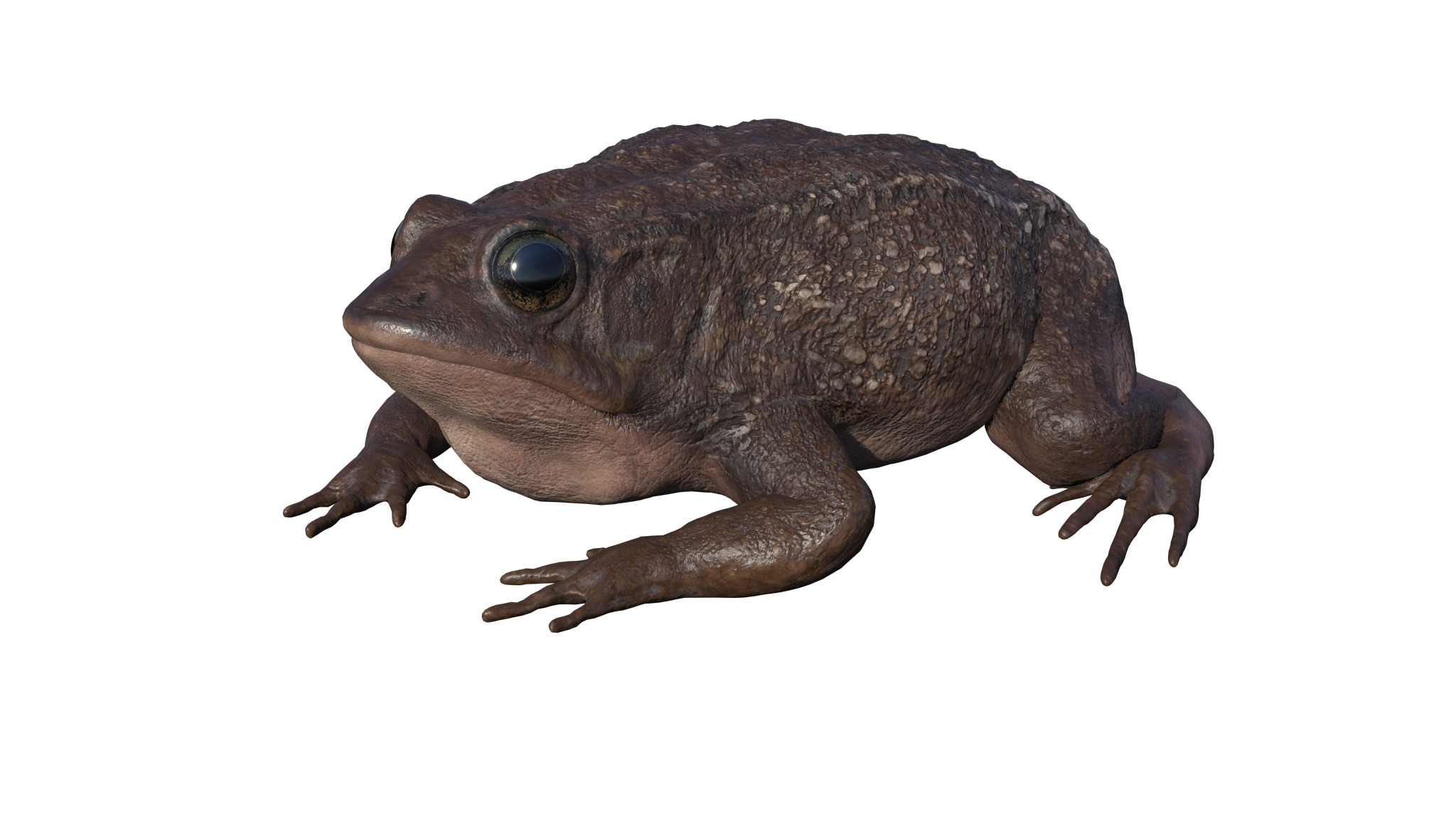 PHOTOREALISTIC GREEN FROG 3D model_11
