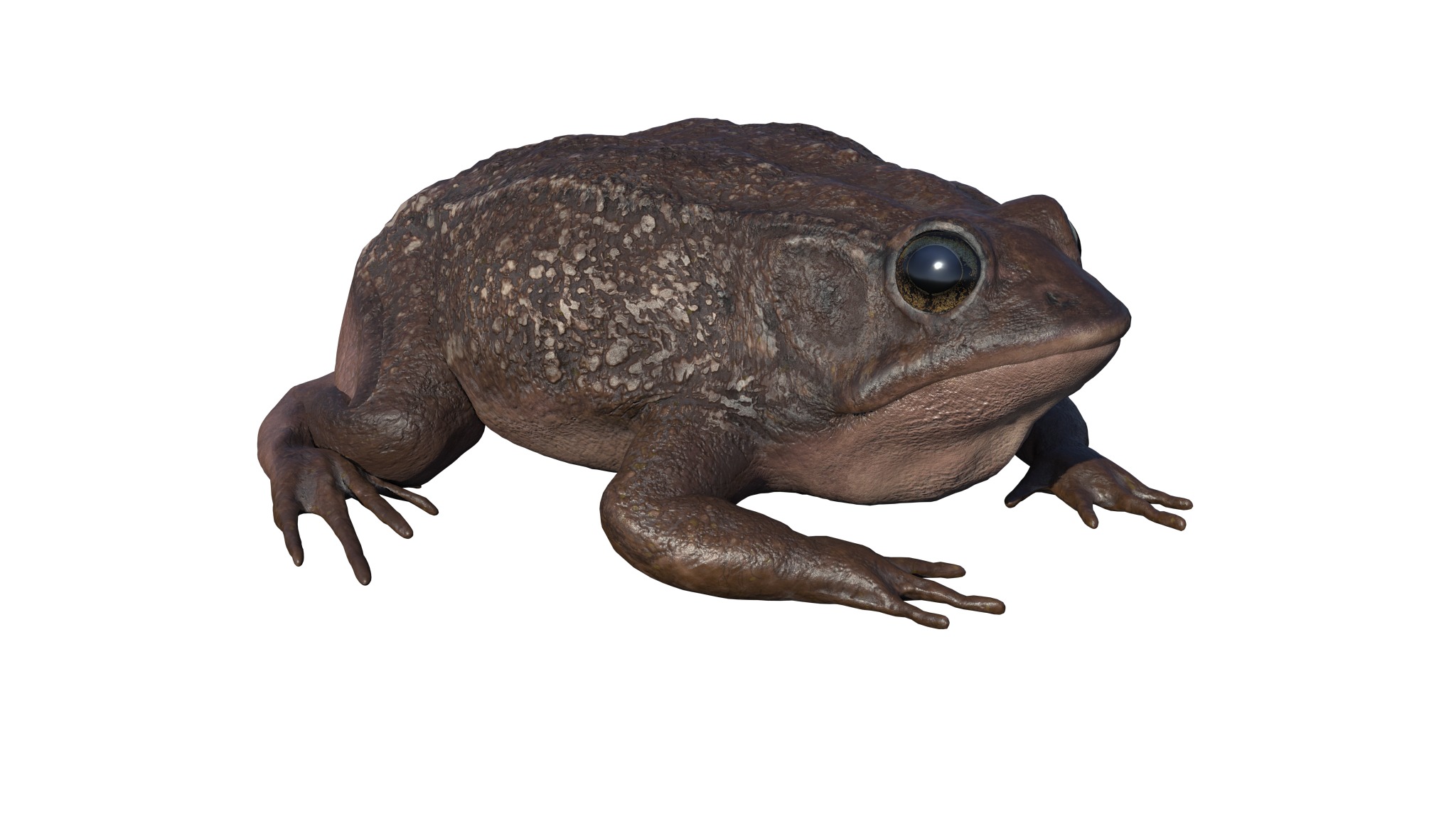 PHOTOREALISTIC GREEN FROG 3D model_22