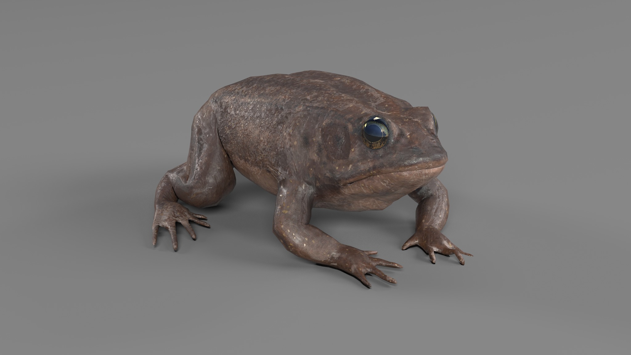 PHOTOREALISTIC GREEN FROG 3D model_46