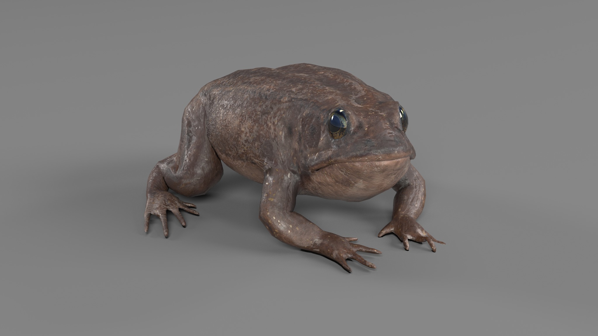 PHOTOREALISTIC GREEN FROG 3D model_34