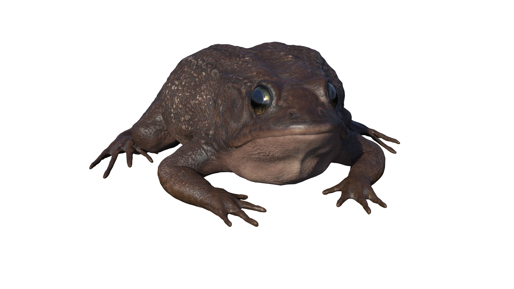 PHOTOREALISTIC GREEN FROG 3D model_7