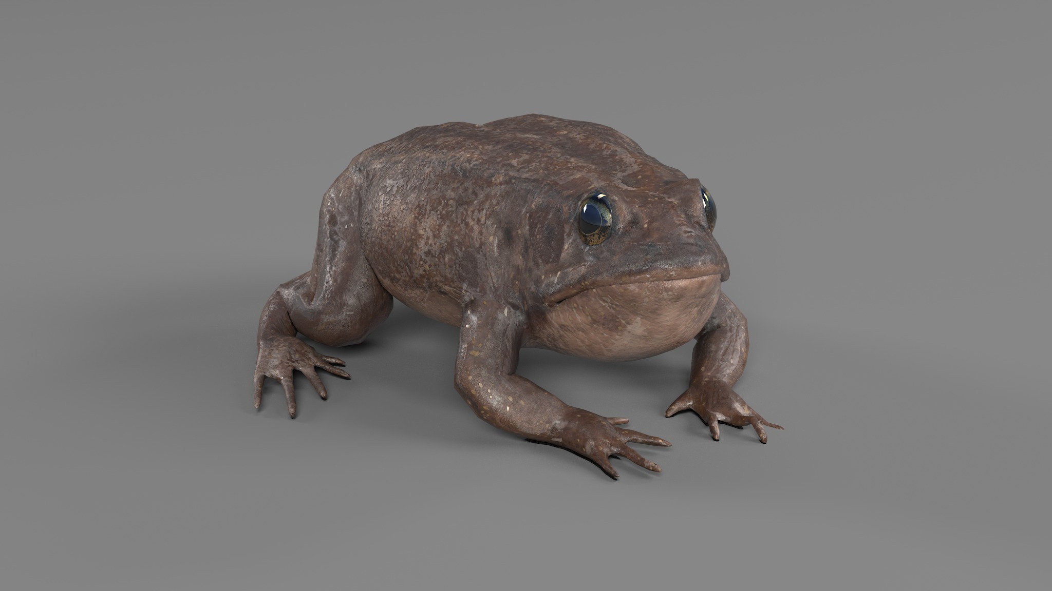 PHOTOREALISTIC GREEN FROG 3D model_48