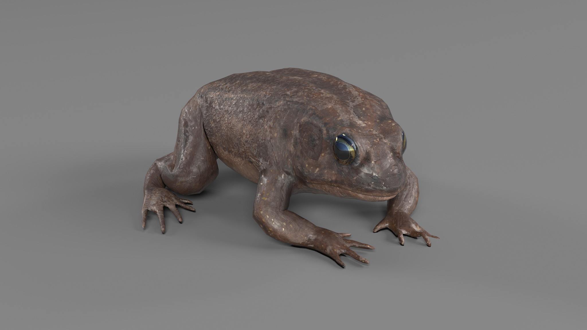 PHOTOREALISTIC GREEN FROG 3D model_55