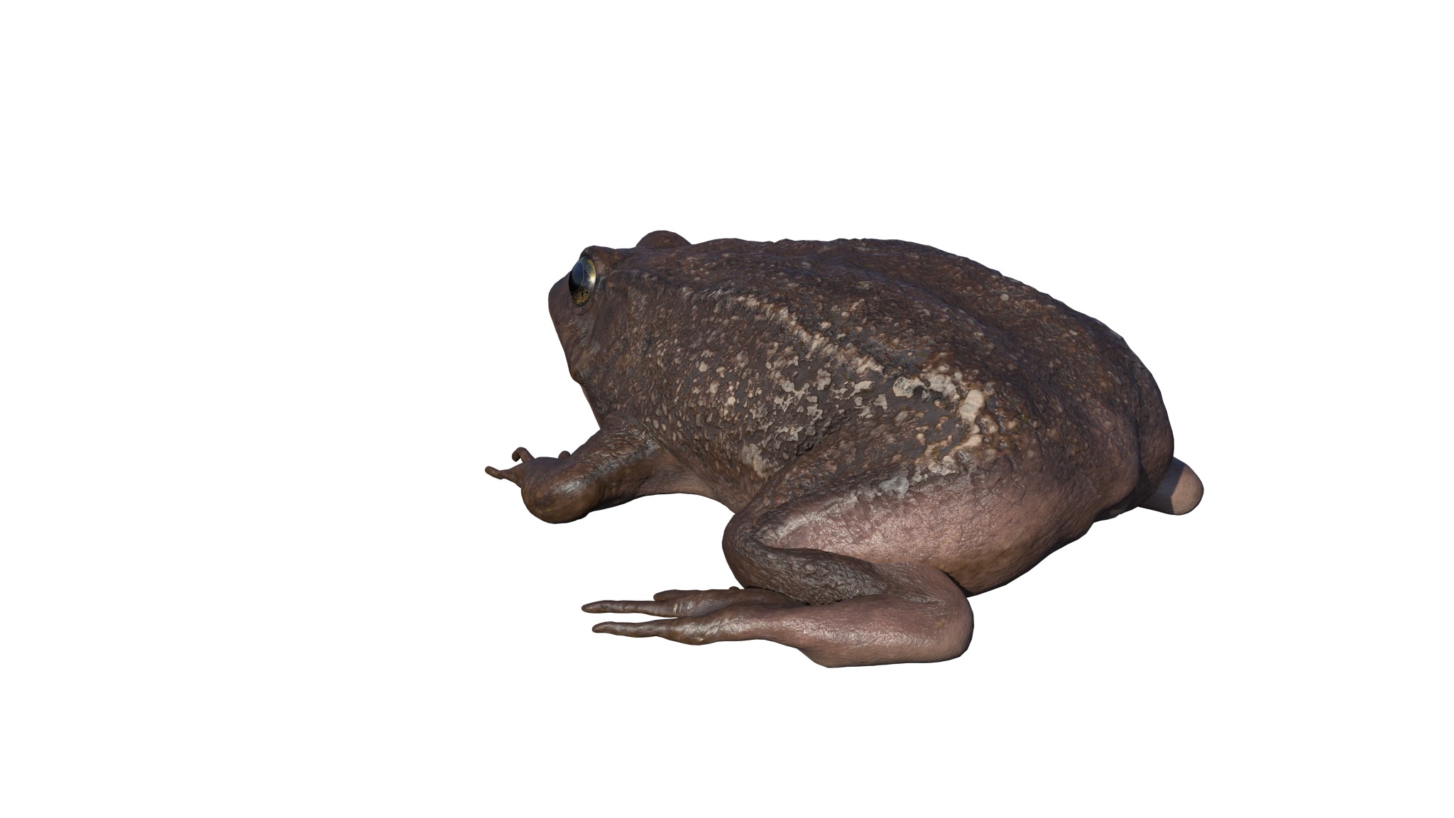 PHOTOREALISTIC GREEN FROG 3D model_9