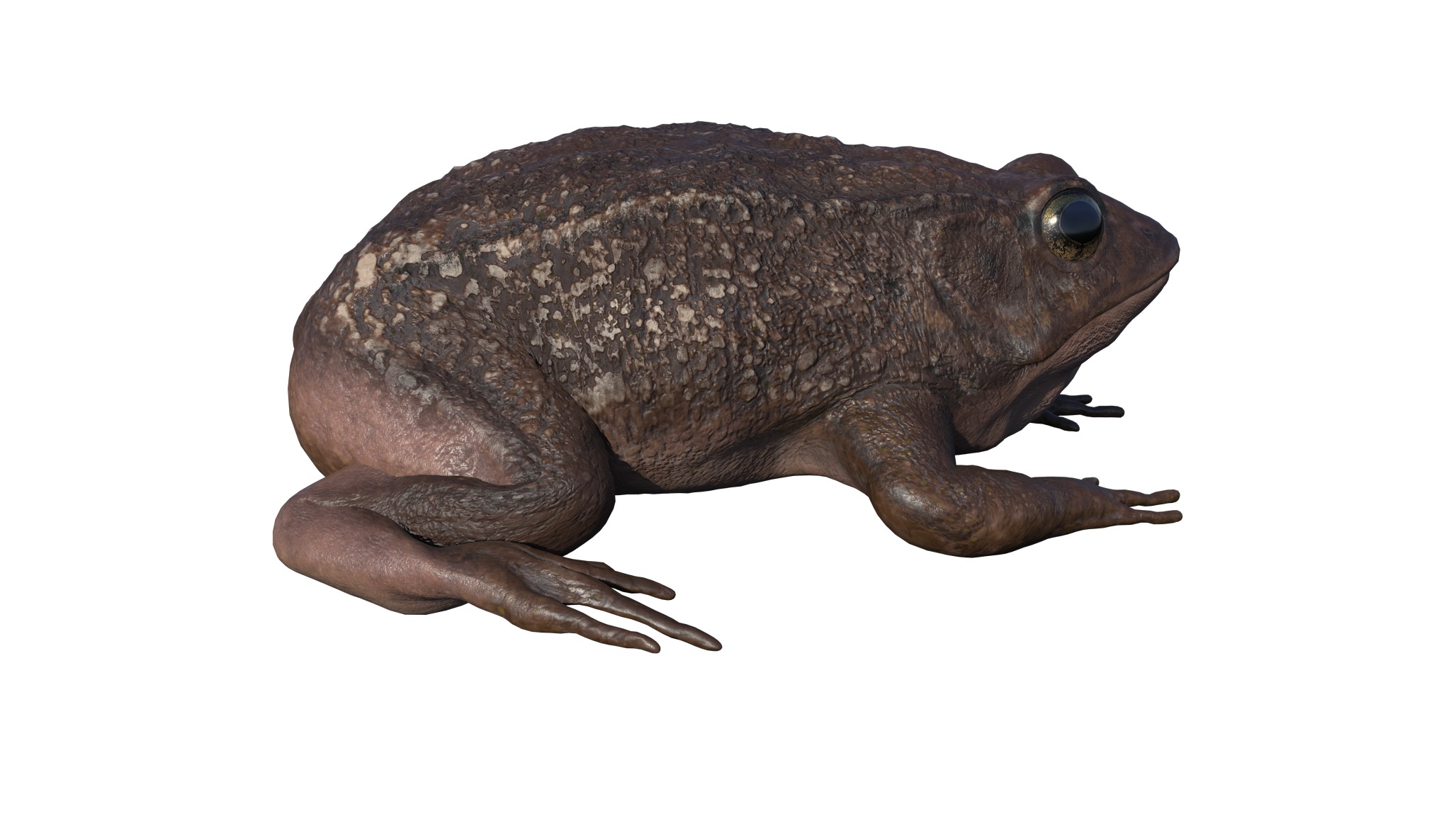 PHOTOREALISTIC GREEN FROG 3D model_15