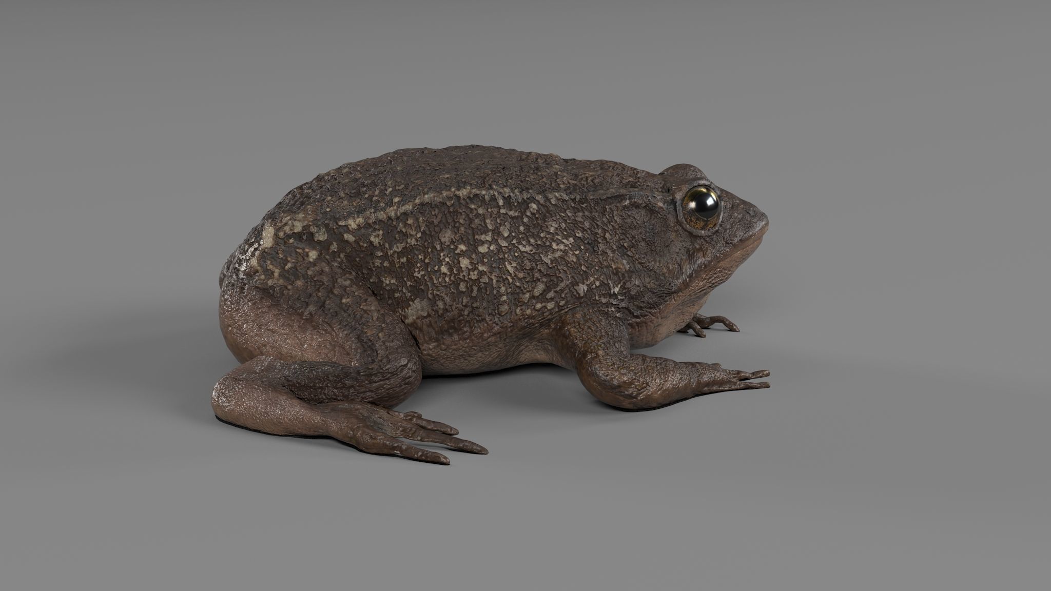 PHOTOREALISTIC GREEN FROG 3D model_2