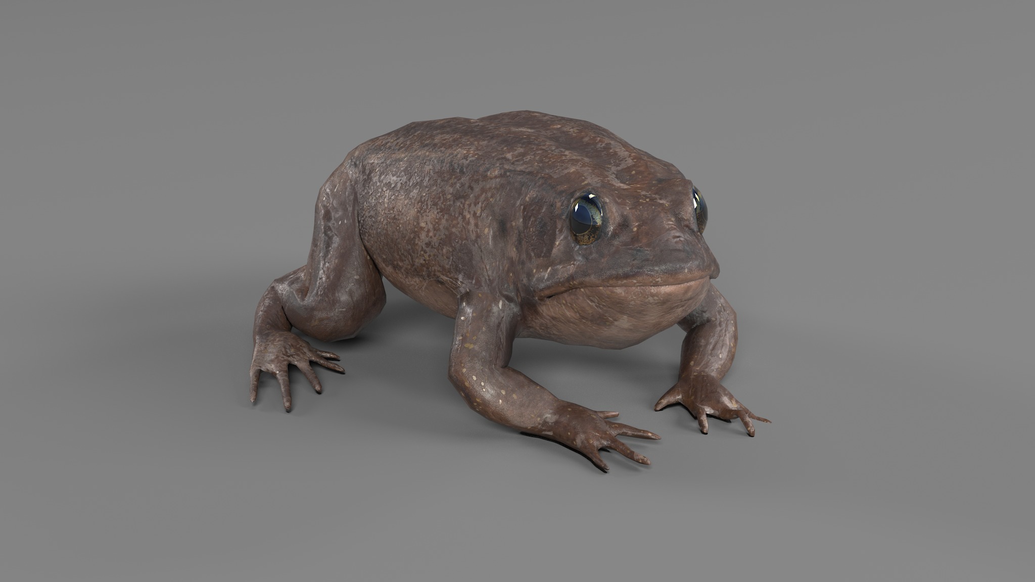 PHOTOREALISTIC GREEN FROG 3D model_62