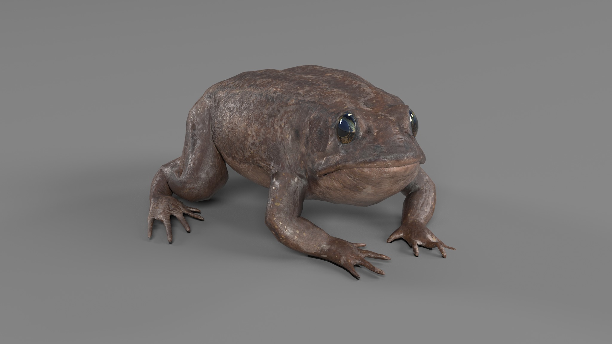 PHOTOREALISTIC GREEN FROG 3D model_70