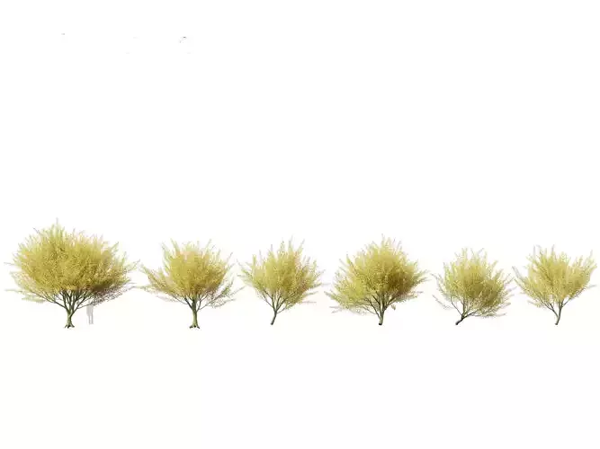 Parkinsonia florida - blue palo verde 3D model