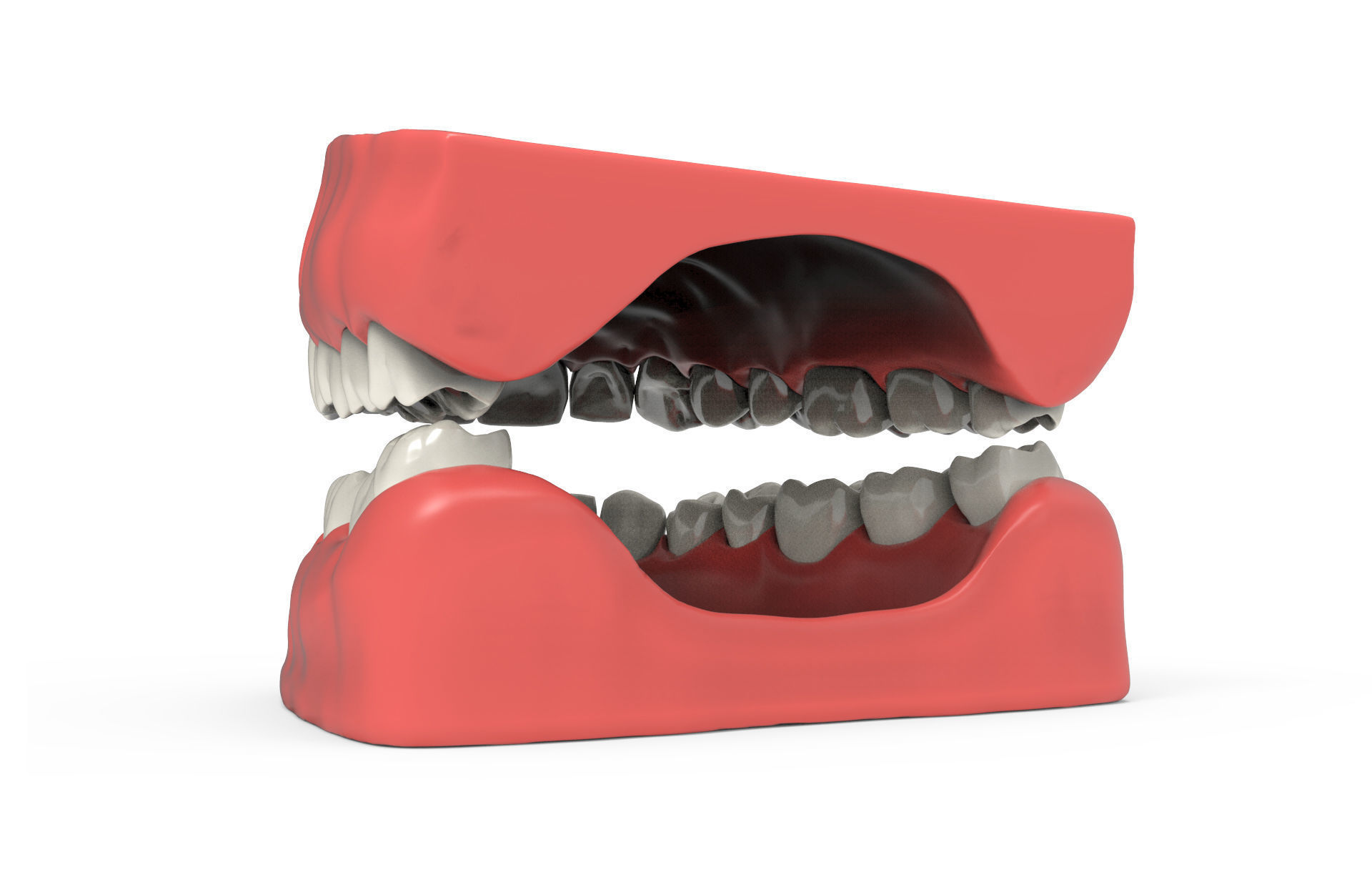 Human teeth 3D model_5