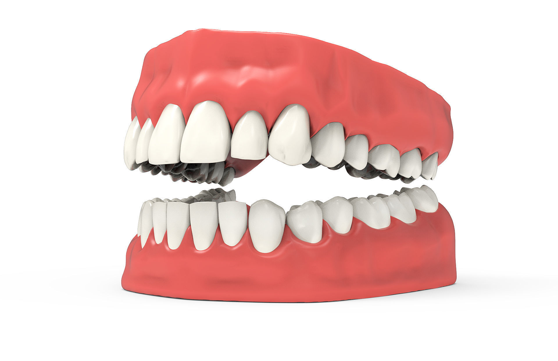 Human teeth 3D model_2