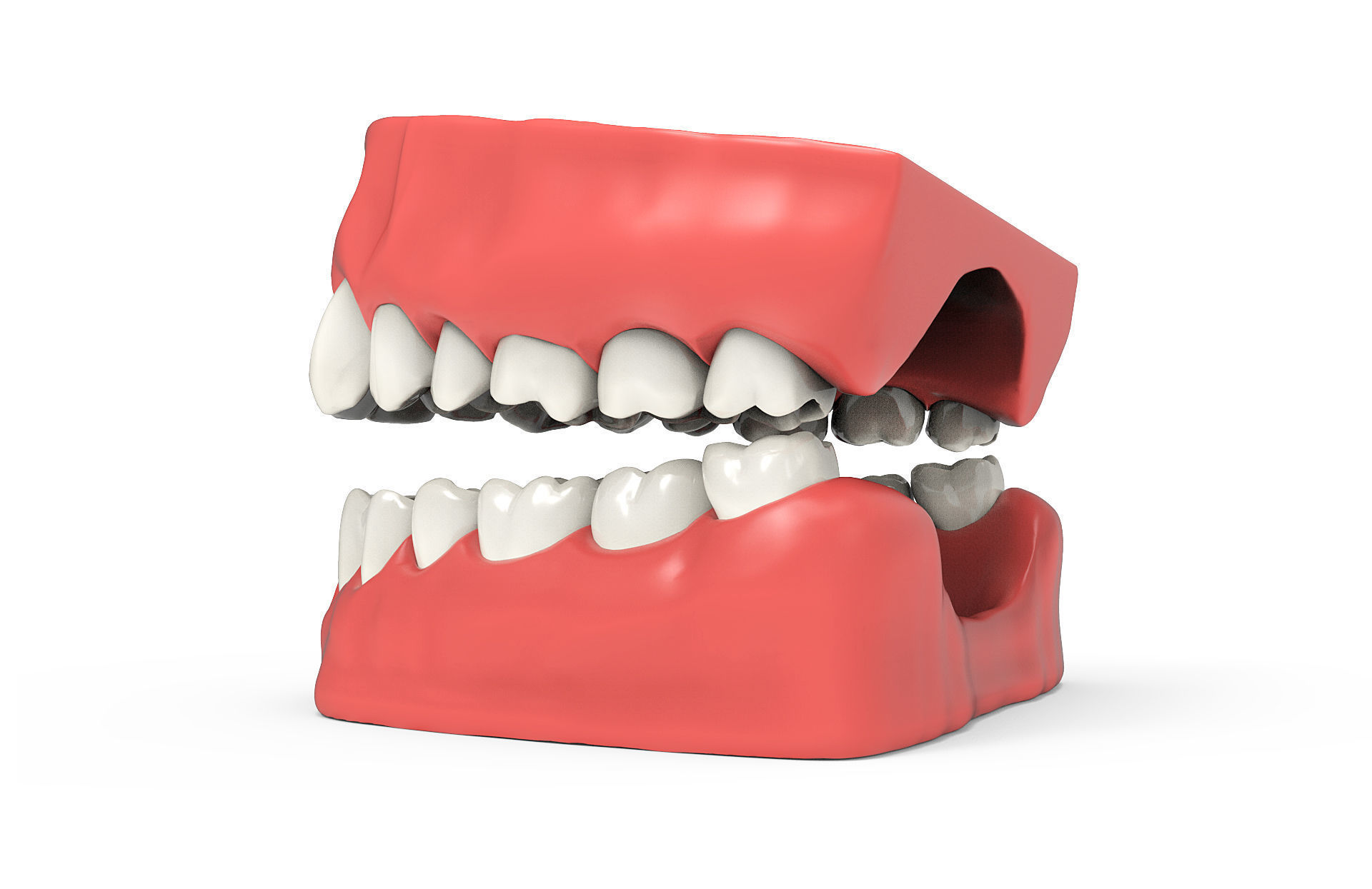 Human teeth 3D model_4
