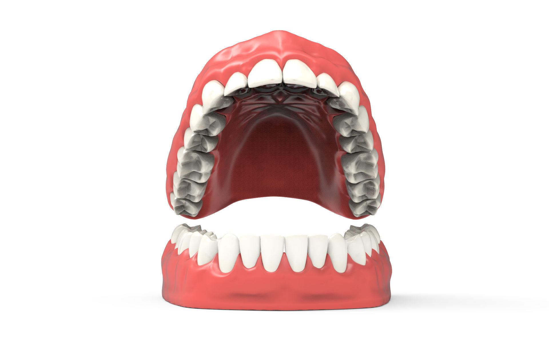 Human teeth 3D model_9