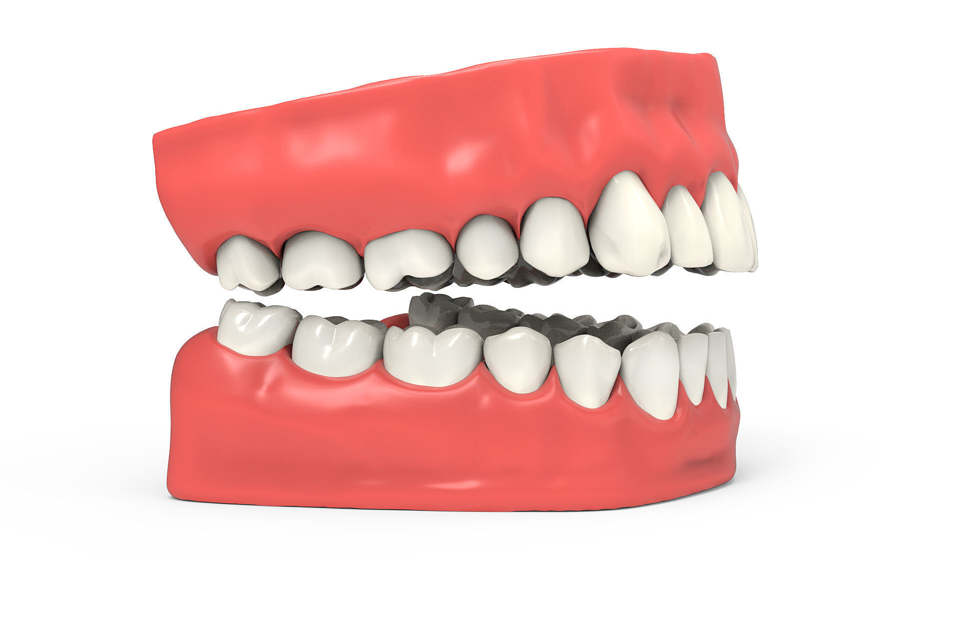 Human teeth 3D model_7