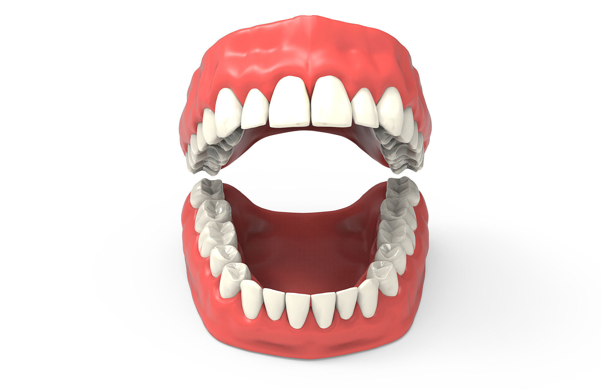 Human teeth 3D model_8