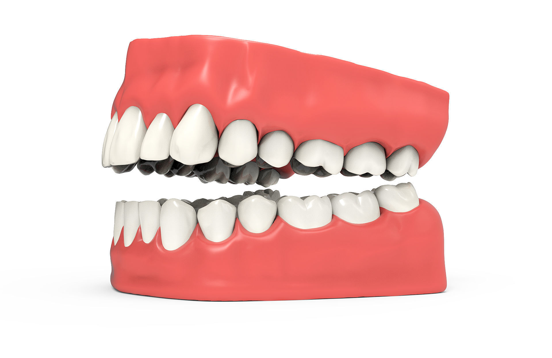 Human teeth 3D model_3