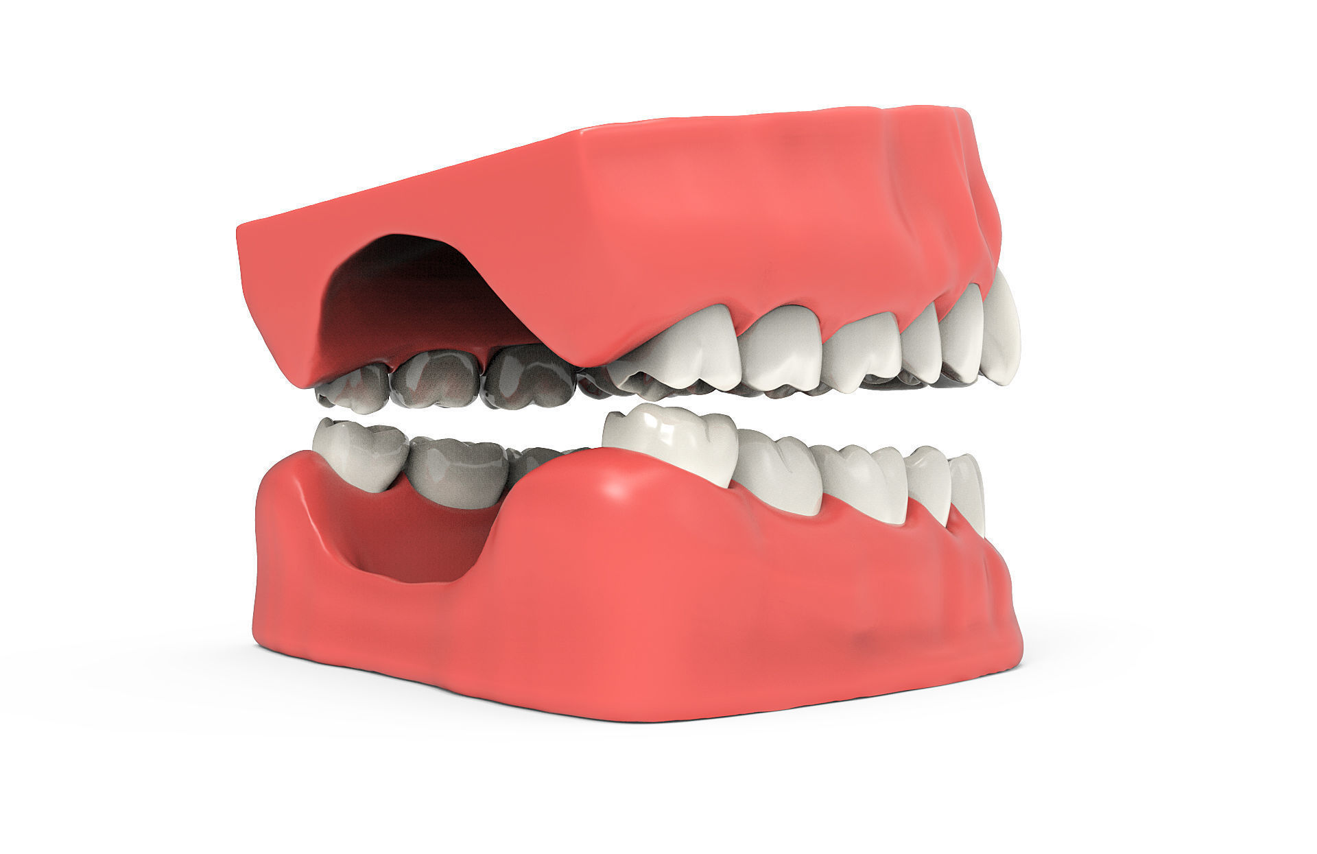 Human teeth 3D model_6