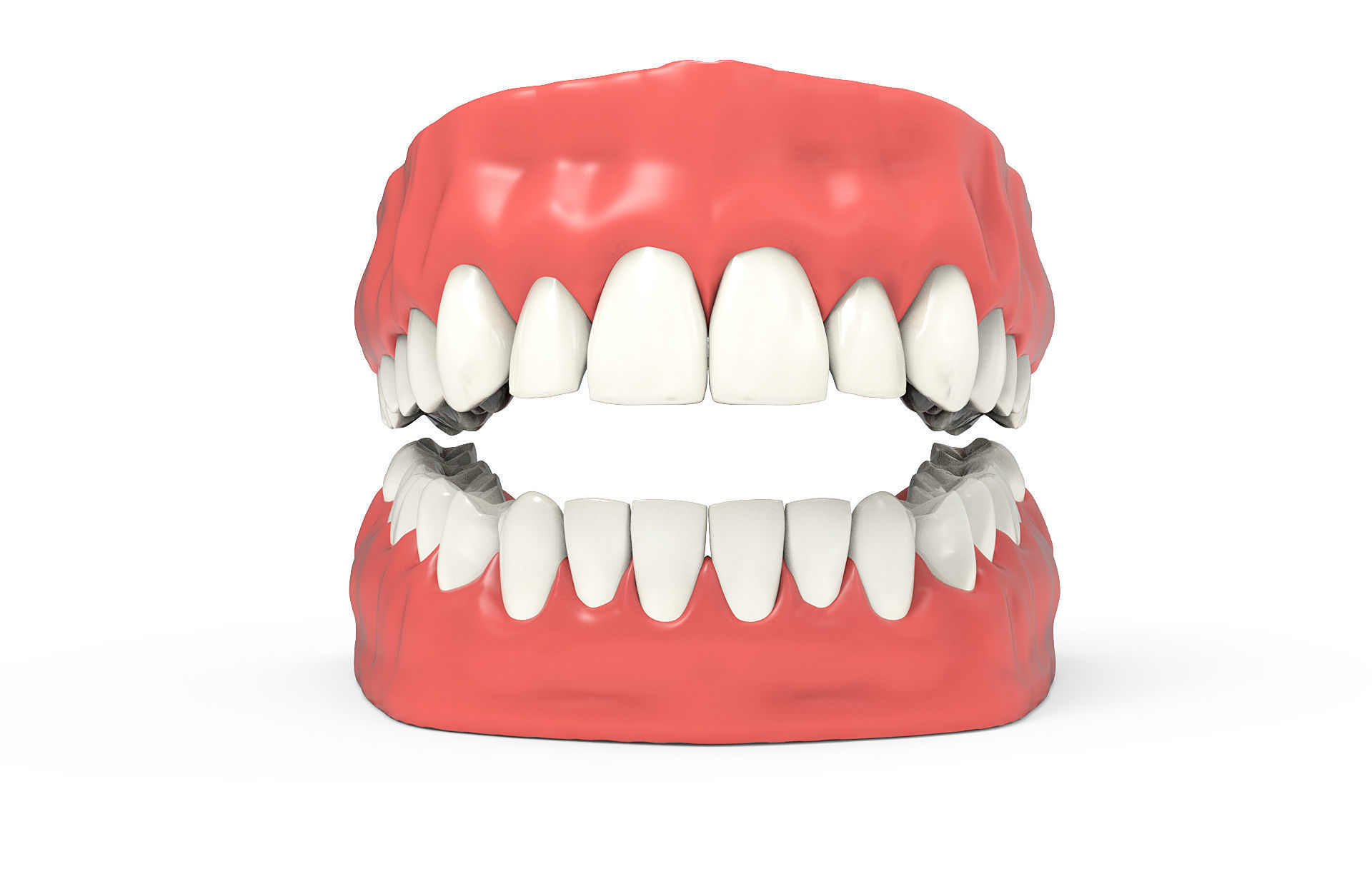 Human teeth 3D model_1