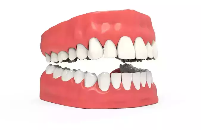 Human teeth 3D model