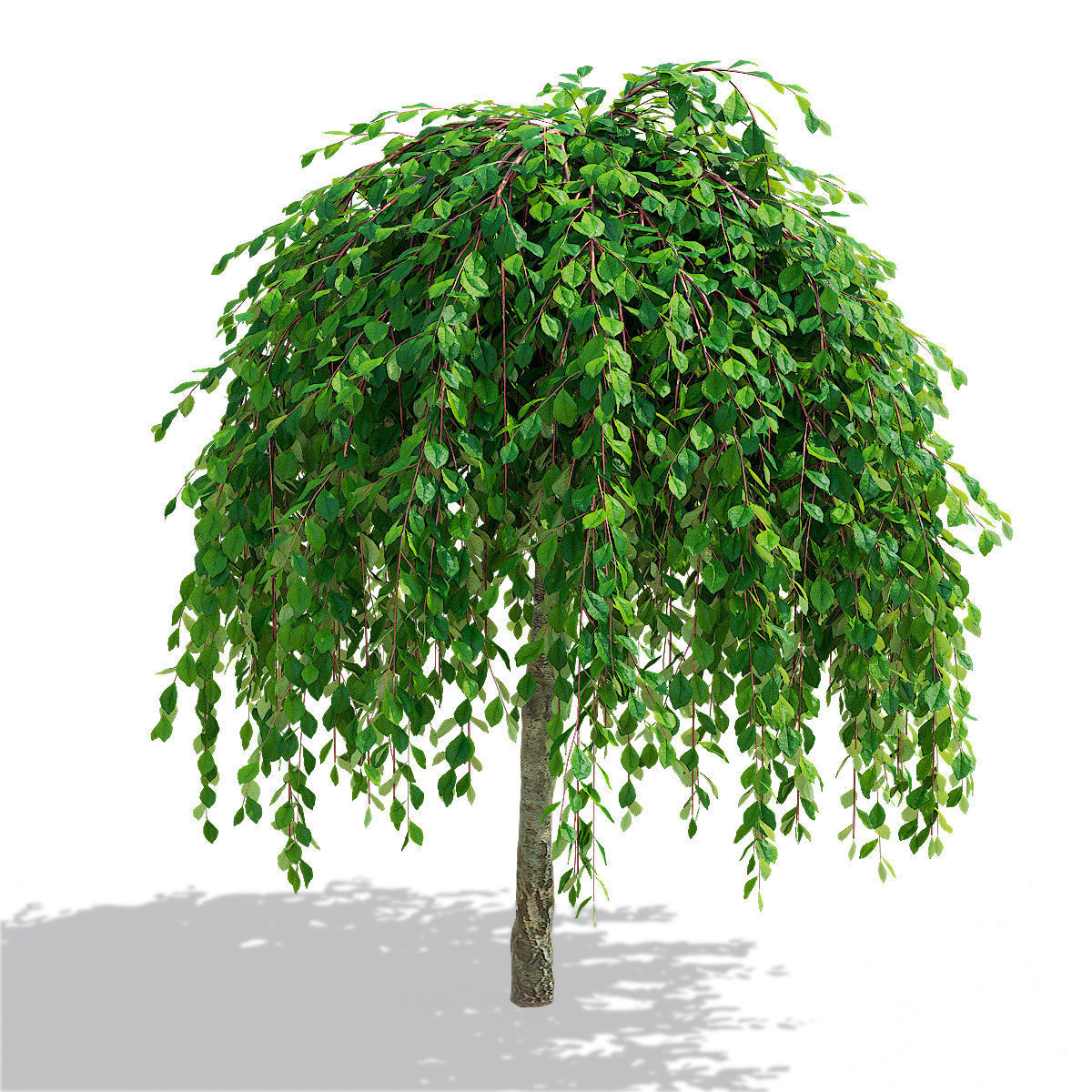 Salix caprea Kilmarnock trees 3D model_1