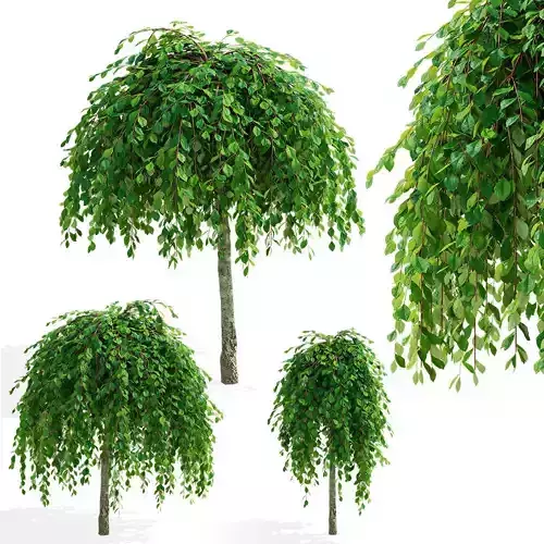  Salix caprea Kilmarnock trees 3D model