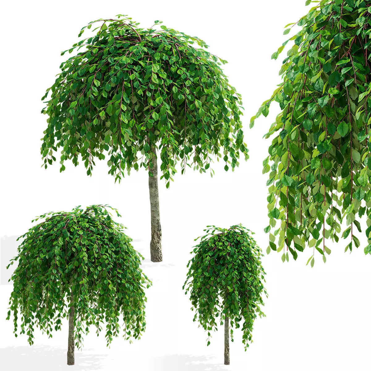 Salix caprea Kilmarnock trees 3D model_0