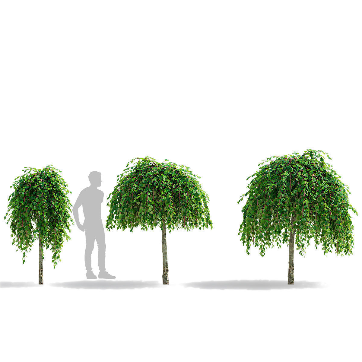 Salix caprea Kilmarnock trees 3D model_4