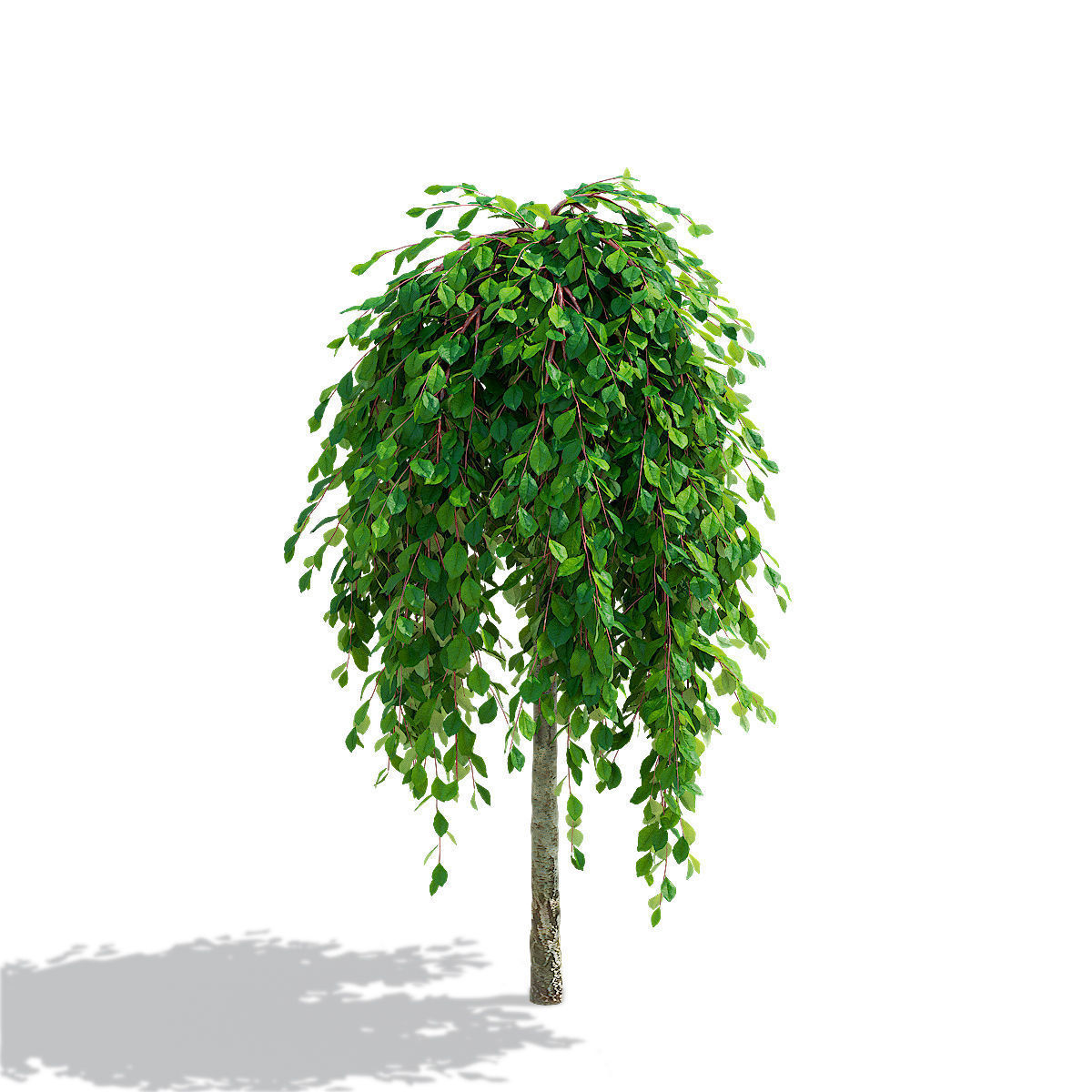 Salix caprea Kilmarnock trees 3D model_3