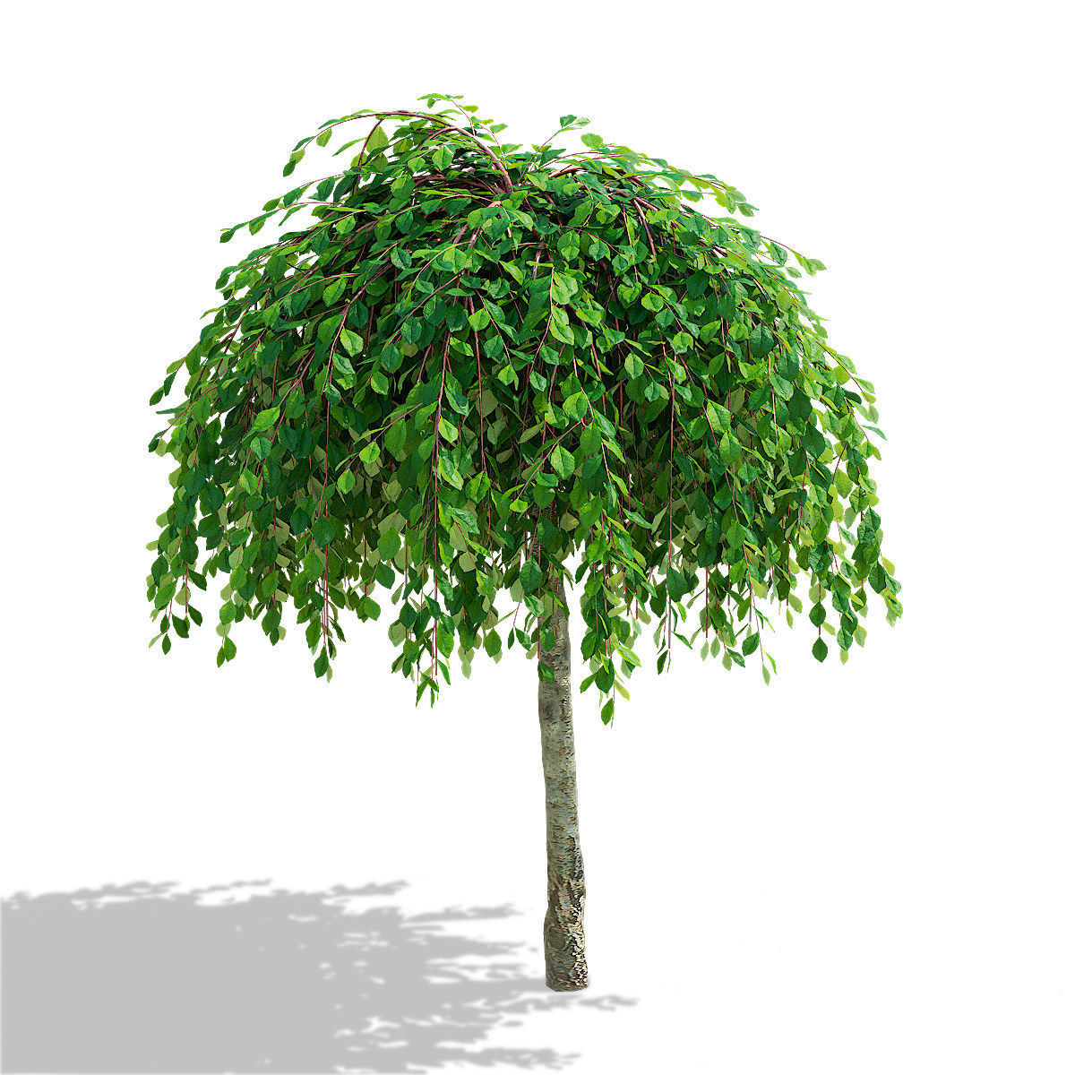 Salix caprea Kilmarnock trees 3D model_2
