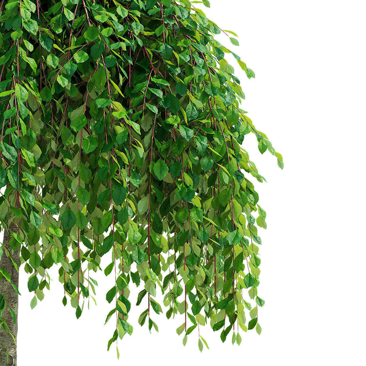 Salix caprea Kilmarnock trees 3D model_5