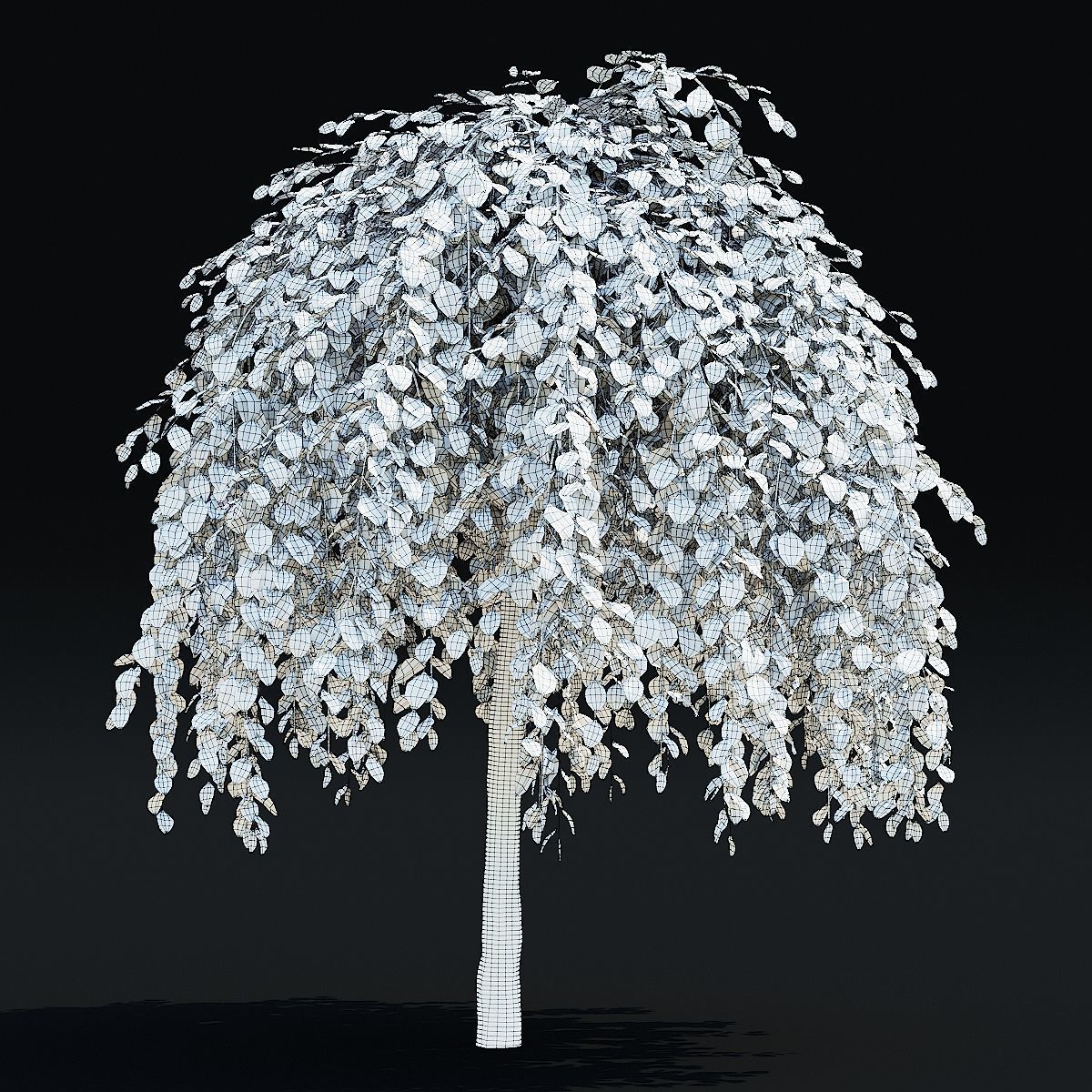 Salix caprea Kilmarnock trees 3D model_7