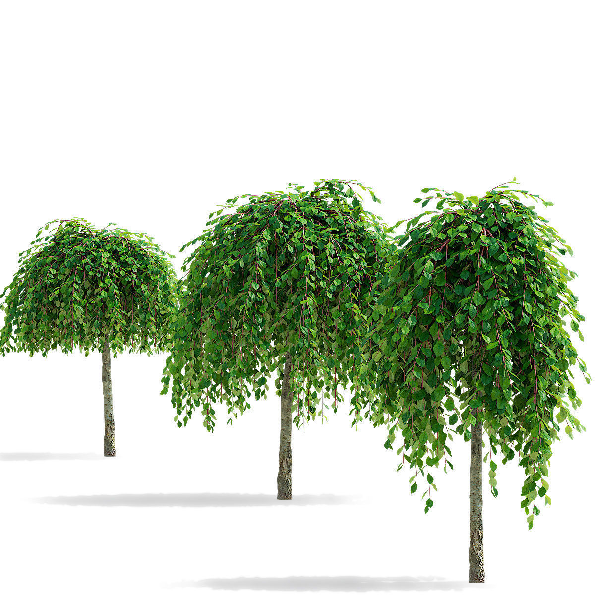 Salix caprea Kilmarnock trees 3D model_6