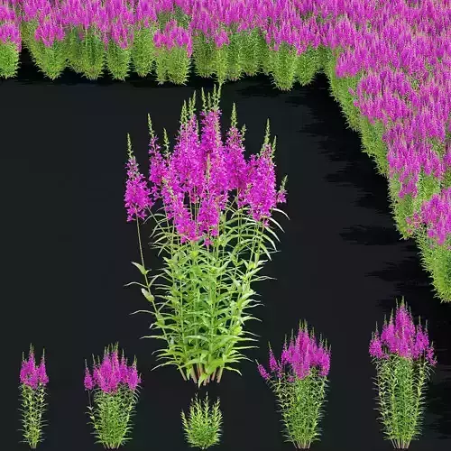 Lythrum salicaria 2 flowers 3D model