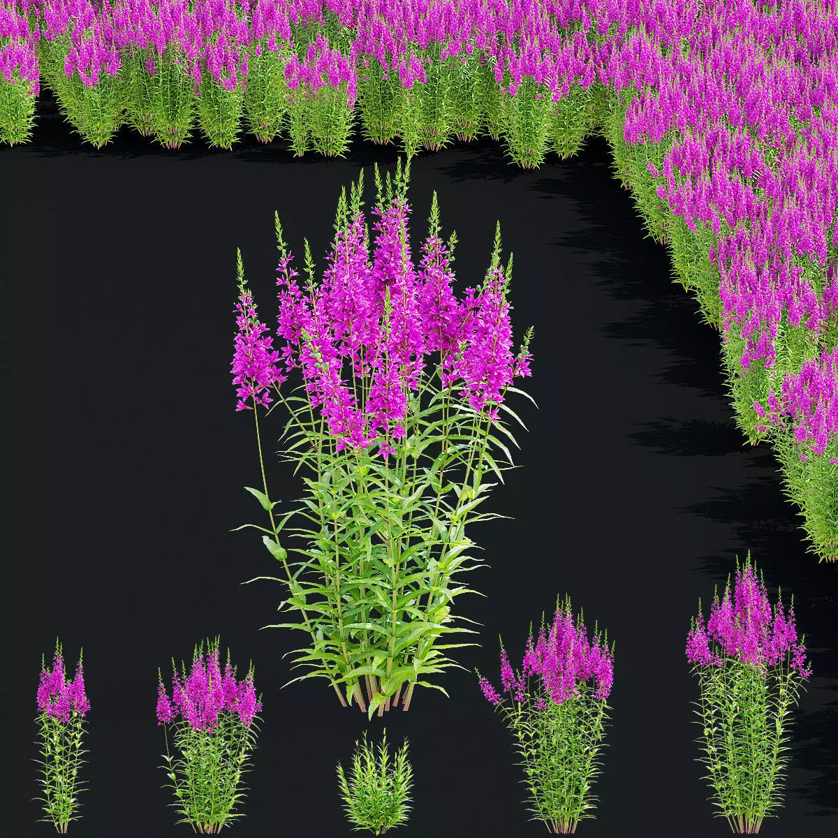 Lythrum salicaria 2 flowers 3D model