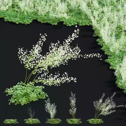 Thalictrum delavayi flowers