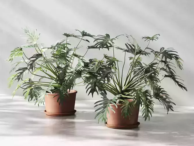 Philodendron in Terracotta Planter 3D model