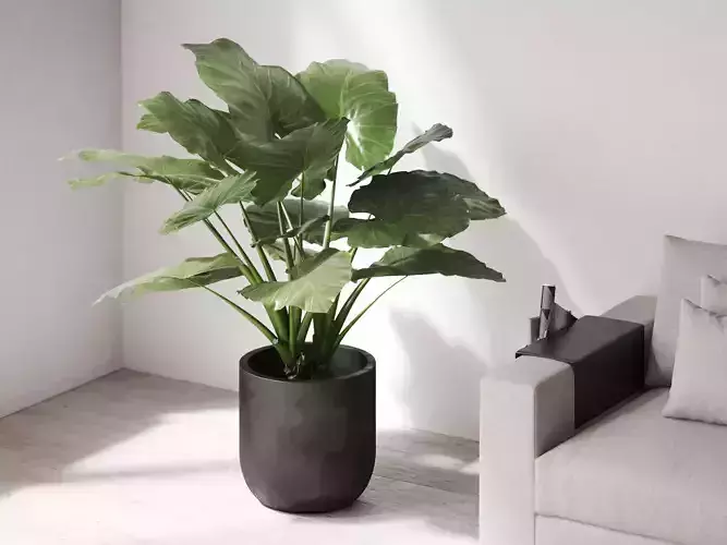 Elephant Ear Plant in Black Planter