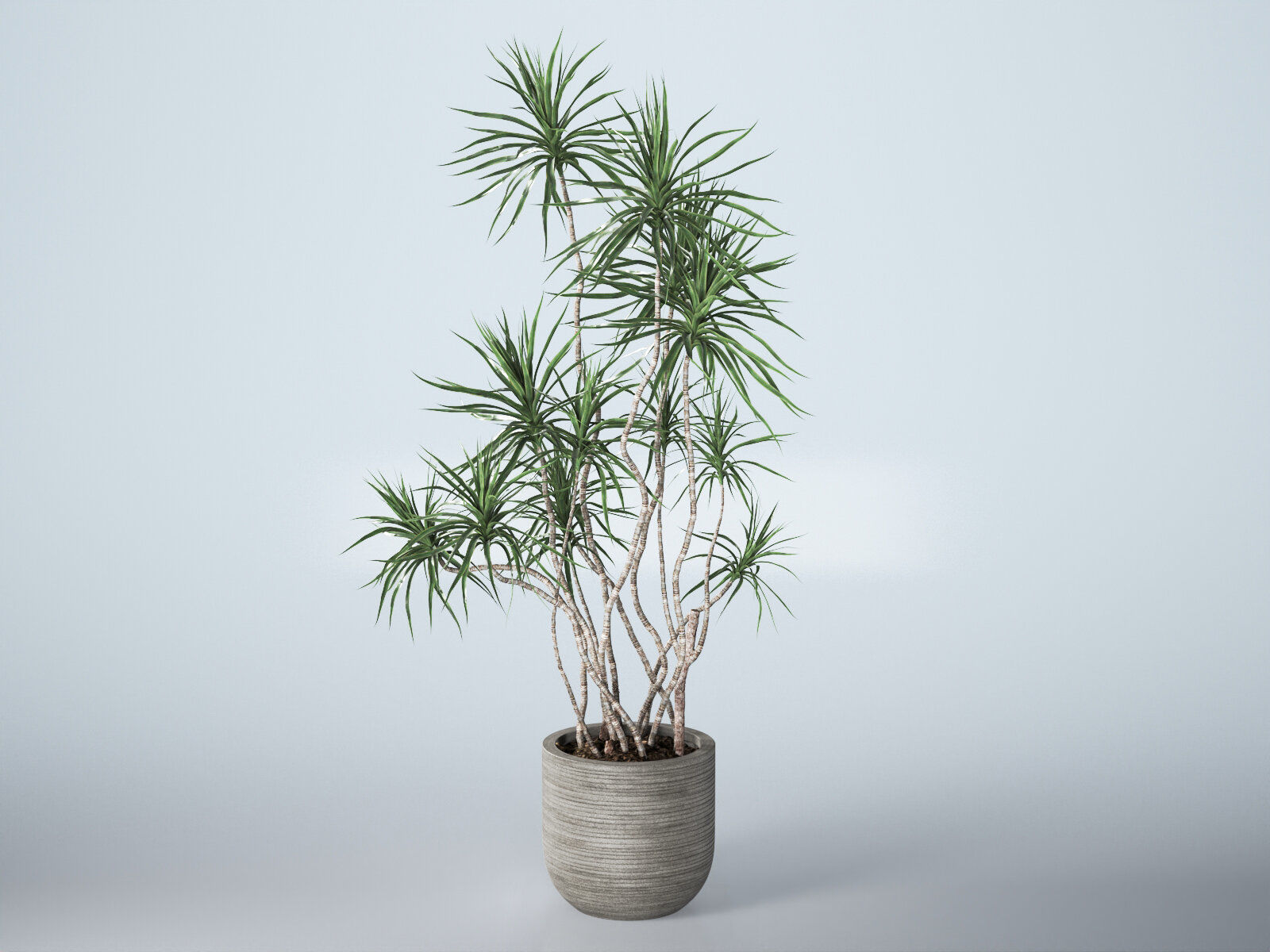 Dracena Marginata in Ridged Grey Planter 3D model_2