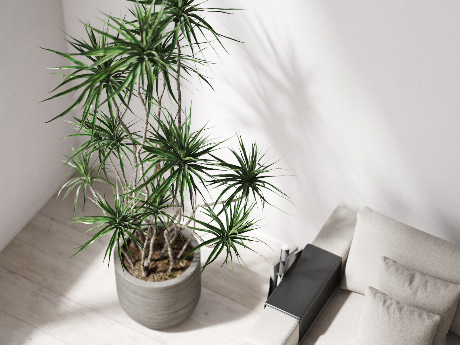 Dracena Marginata in Ridged Grey Planter 3D model_1