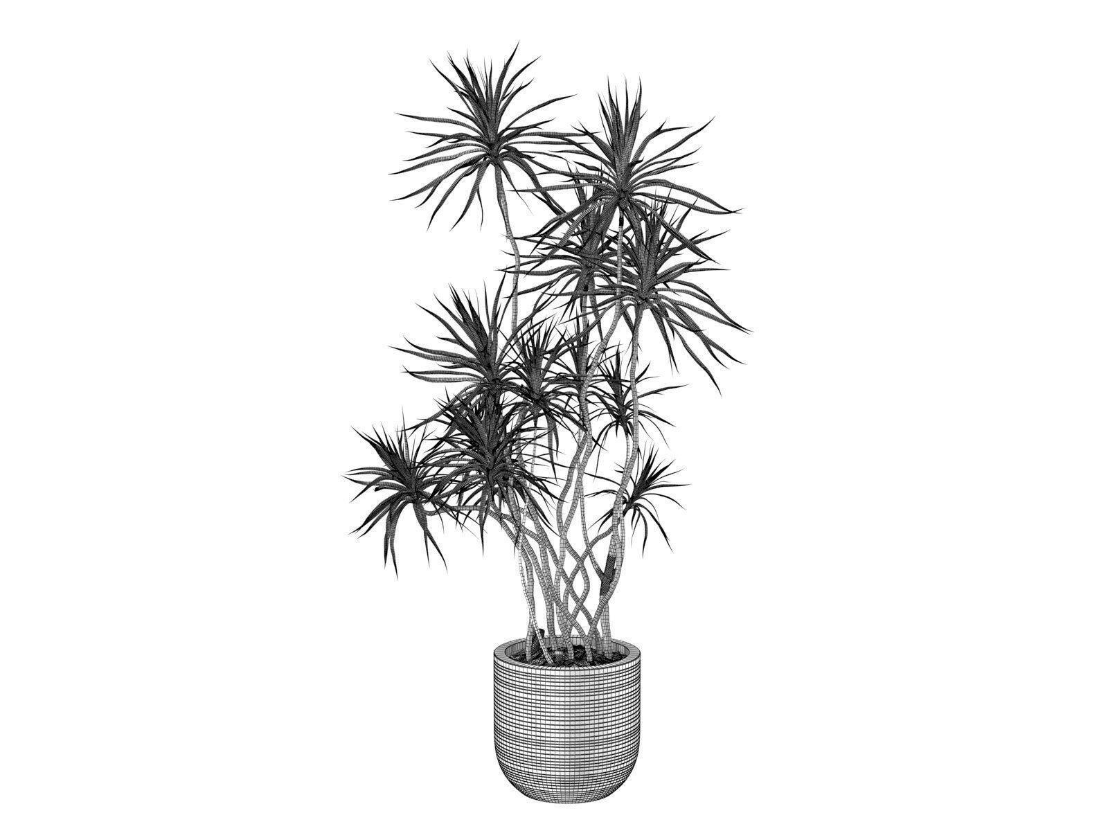 Dracena Marginata in Ridged Grey Planter 3D model_3