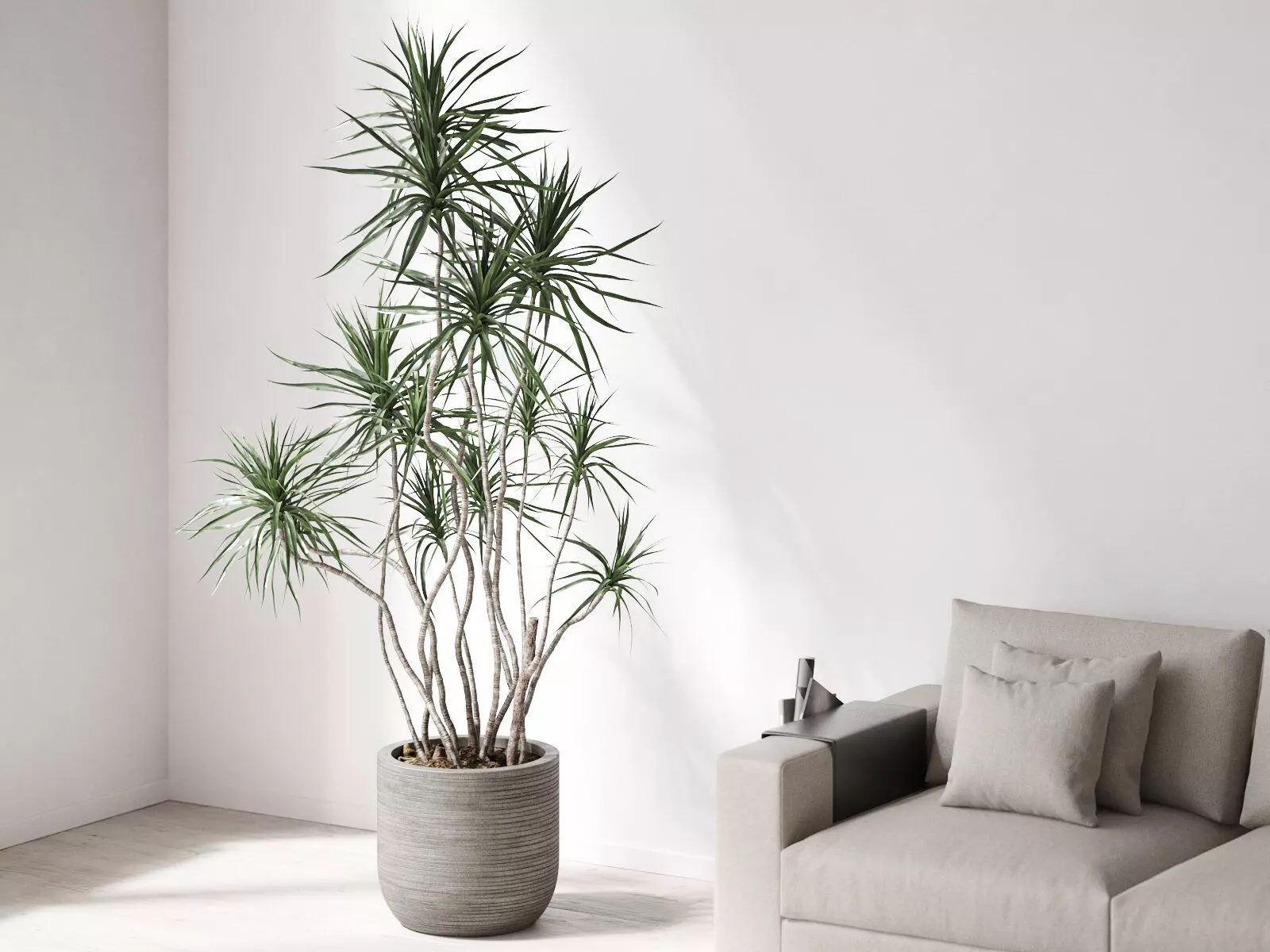 Dracena Marginata in Ridged Grey Planter 3D model_0