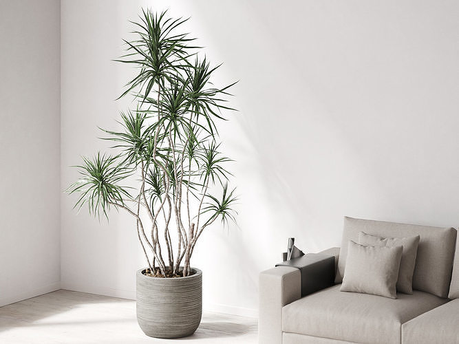 Dracena Marginata in Ridged Grey Planter 3D model