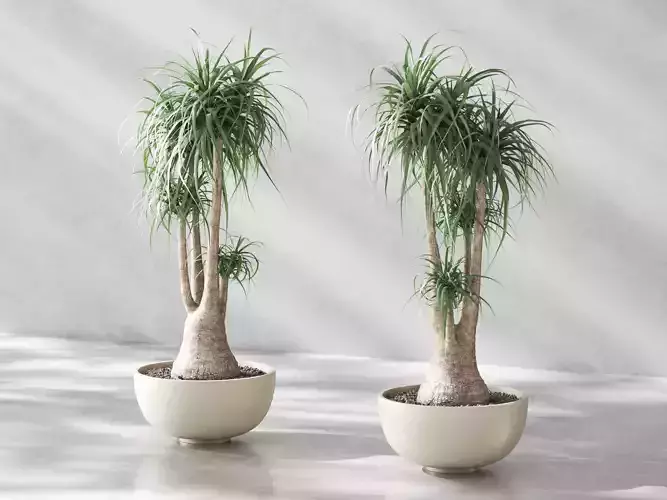 Beaucarnea   Elephants Foot in Oval Low Planter