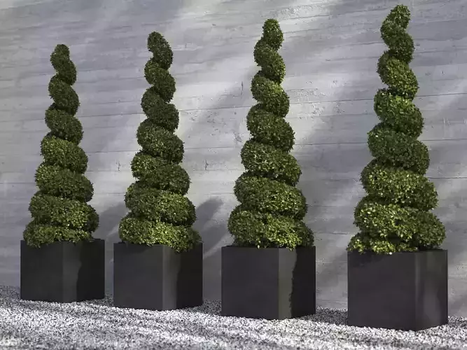 Box Spiral Plant in Concrete Planter