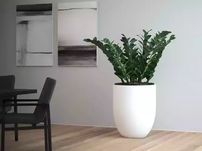 Zamifolia in Tall Round Planter