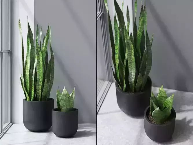 Sansevieria in Black Planter