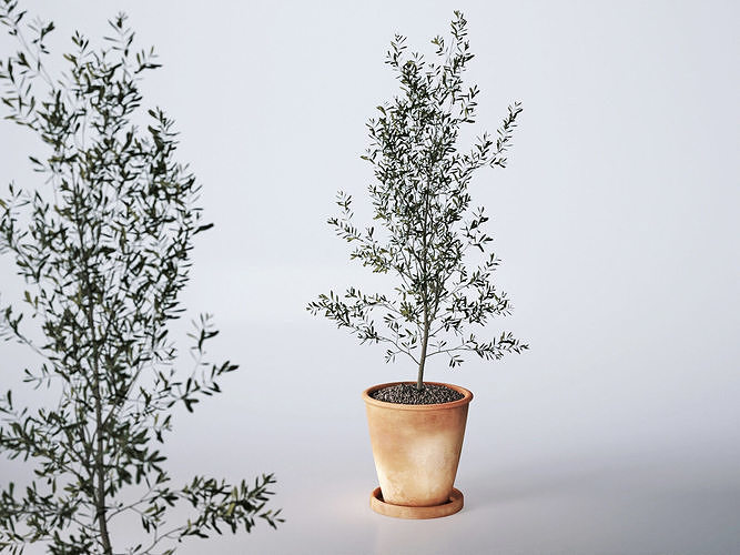 Olea Europaea Plant in Terracotta Pot 3D model